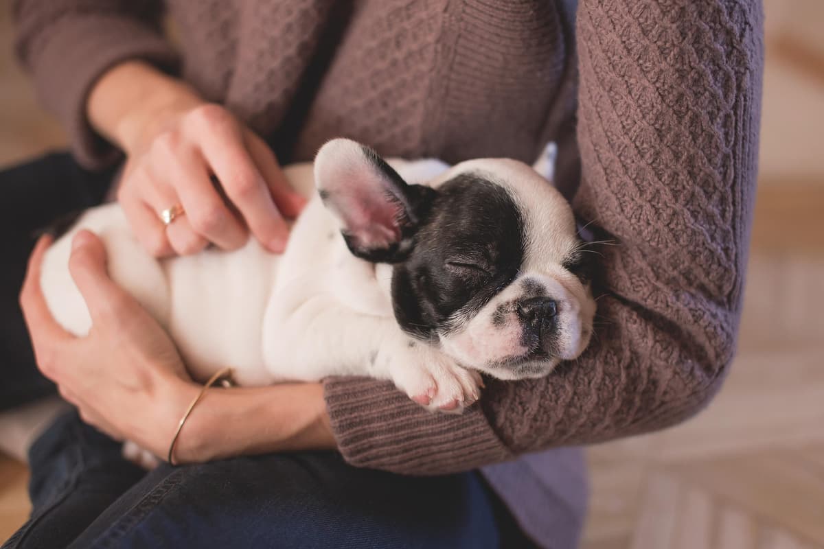 Yoga class with puppies